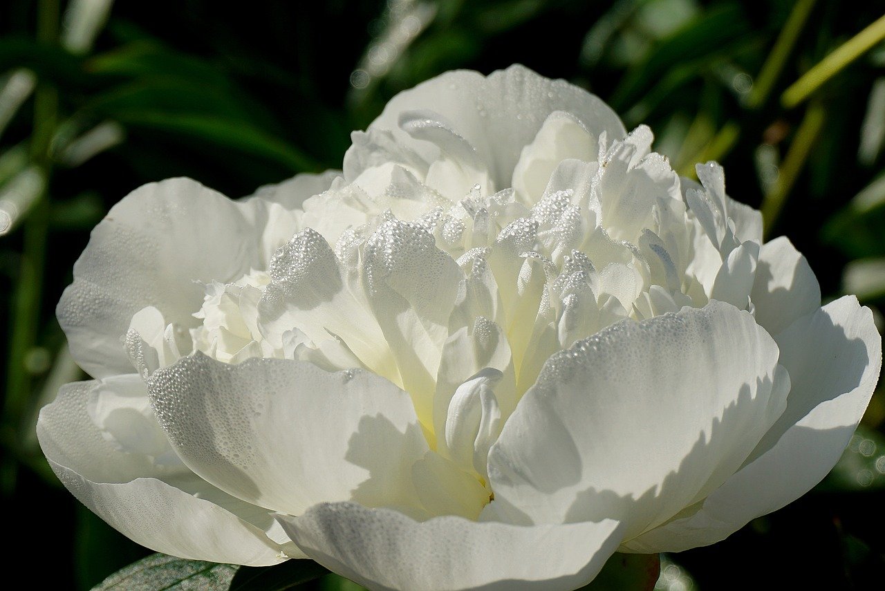 How to Create a Garden with Minimal Upkeep